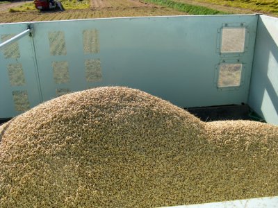 Rice grain collected from the harvester.