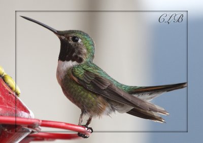 Broad-tailed Hummingbird