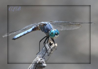 Dragonfly At The Pond
