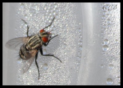 A Really Cool Fly