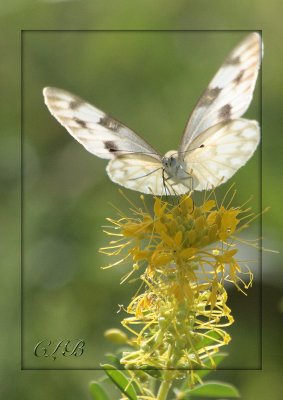 Checkered White