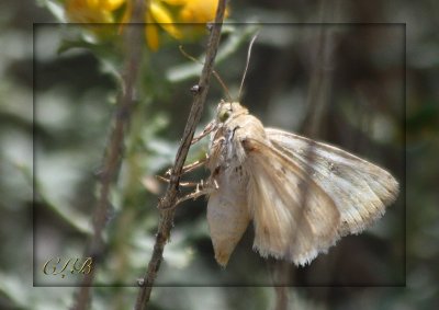 I Think It's A Moth