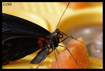 Scarlet Mormon