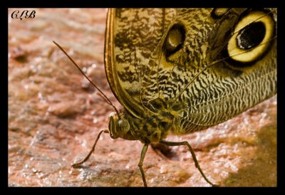 Owl Butterfly