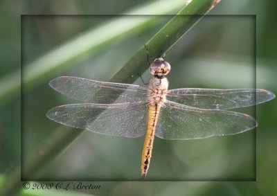 Dragonfly at Sweetwater