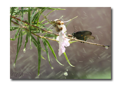 Butterfly Shower
