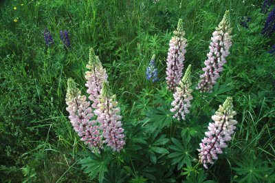 6 LUPINES-IN THE PINK7-7.jpg