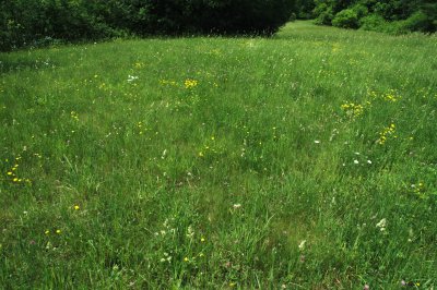 Let Vegetative Diversity Be Unconfined