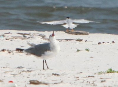 Least Tern harassing Laughing Gull- or rather, vice versa- on the Least Tern's nesting ground.