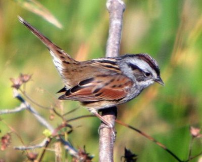 By the OK Levee, Millwood:  Swamp Sparrow