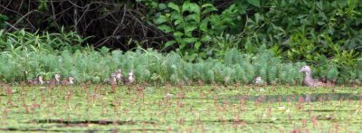 Wood Duck & chicks