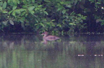 Hooded Merganser?