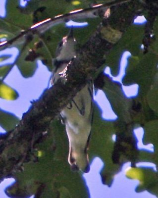 Cerulean Warbler- Ozark NF Piney Creek WMA (Pope Cty)