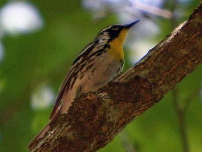 Yellow-throated Warbler