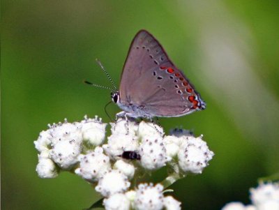 hairstreak?