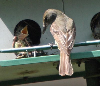 Great-crested Flycatcher and nestling
