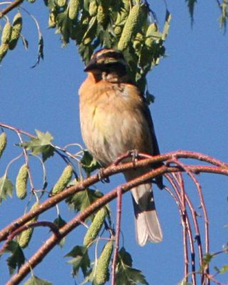 Black-headed Grosbeak