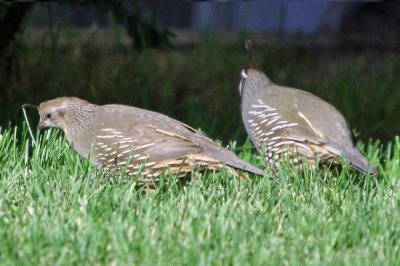 California Quail couple on lawn in The Avenues, Salt Lake City, UT