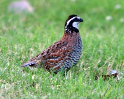 Bobwhite at 2Rivers and CAQuail in SLC