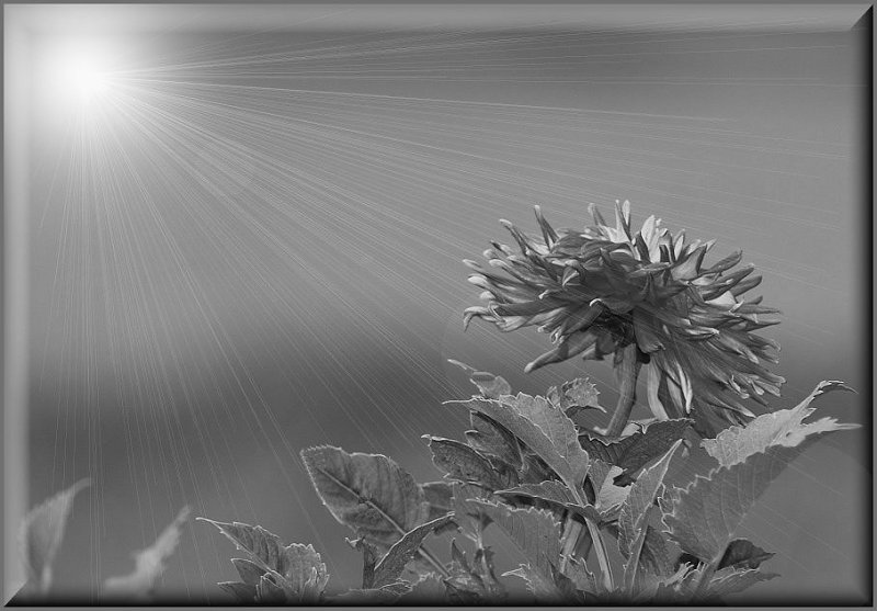 Dalhia converted to B&W