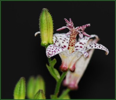 Toadlilly ..The blooms on this are about the size of a quarter.