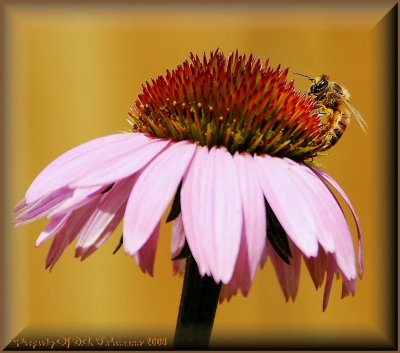 Honeybee on Coneflower
