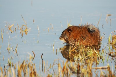 animal