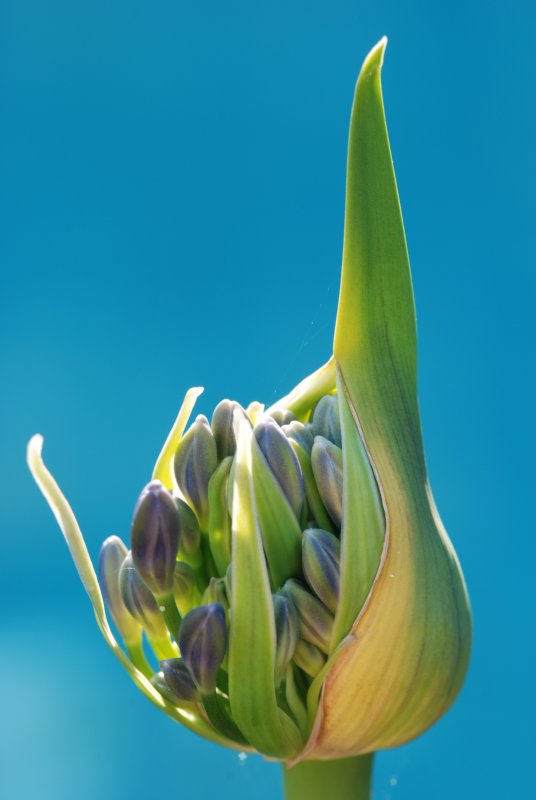 Ugly Duckling Ready to Blossom