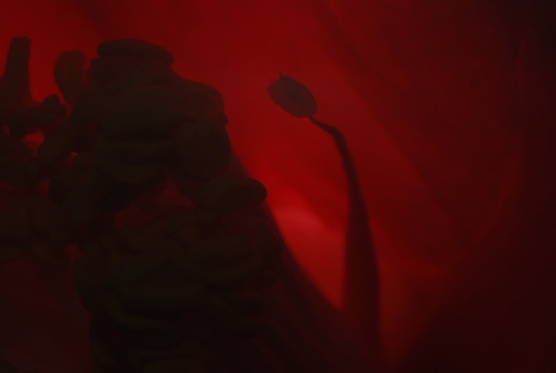 Flower Embryo