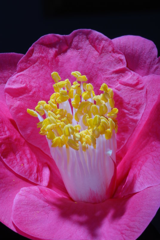 Flower 11