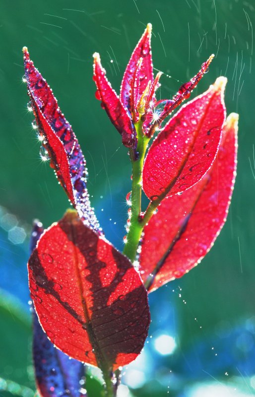 Fine Spray Sunny Morn