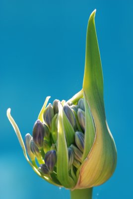 Ugly Duckling Ready to Blossom