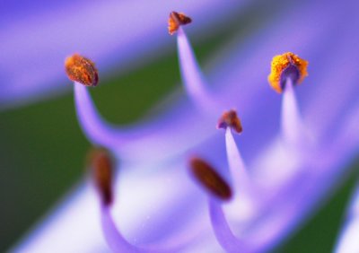 Blooming of an Agapanthus