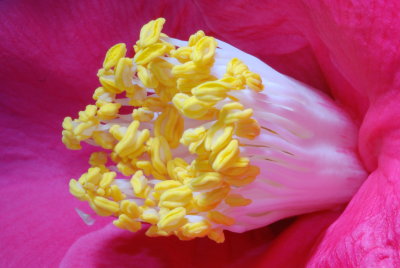 Flower 02