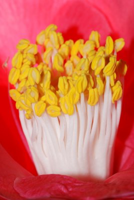 Flower 04