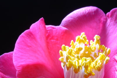 Flower 07