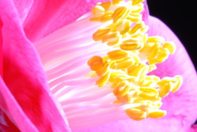 Flower 08