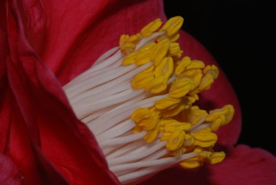 Flower 09