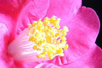 Flower 10