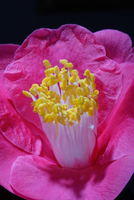Flower 11
