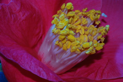 Flower 12