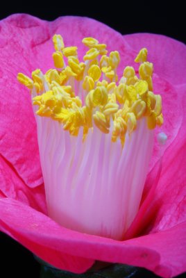 Flower 13
