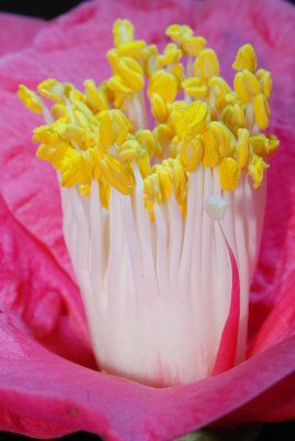 Flower 14