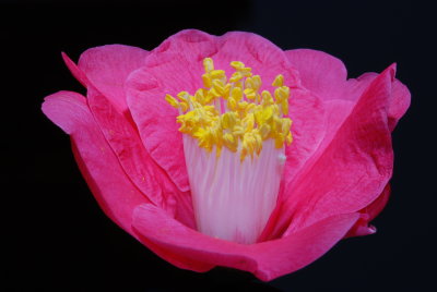 The Flower