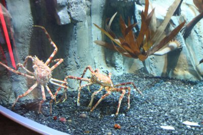 CRAB AT DISCOVERY CENTRE