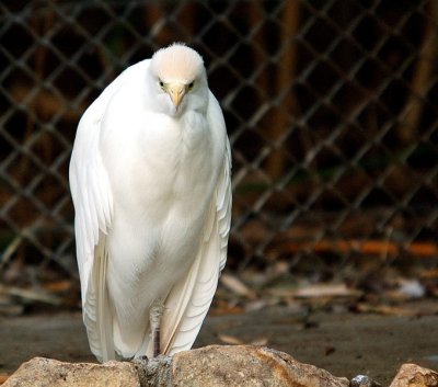 Cattle Egret