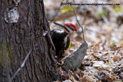 pileatedwoodpecker56.jpg