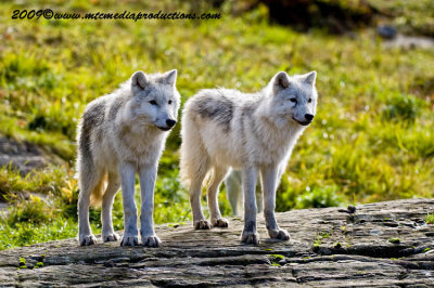 arcticwolf3.jpg