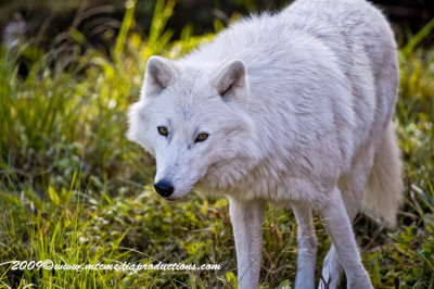 arcticwolf18.jpg