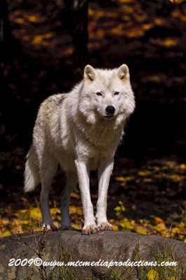 arcticwolf21.jpg
